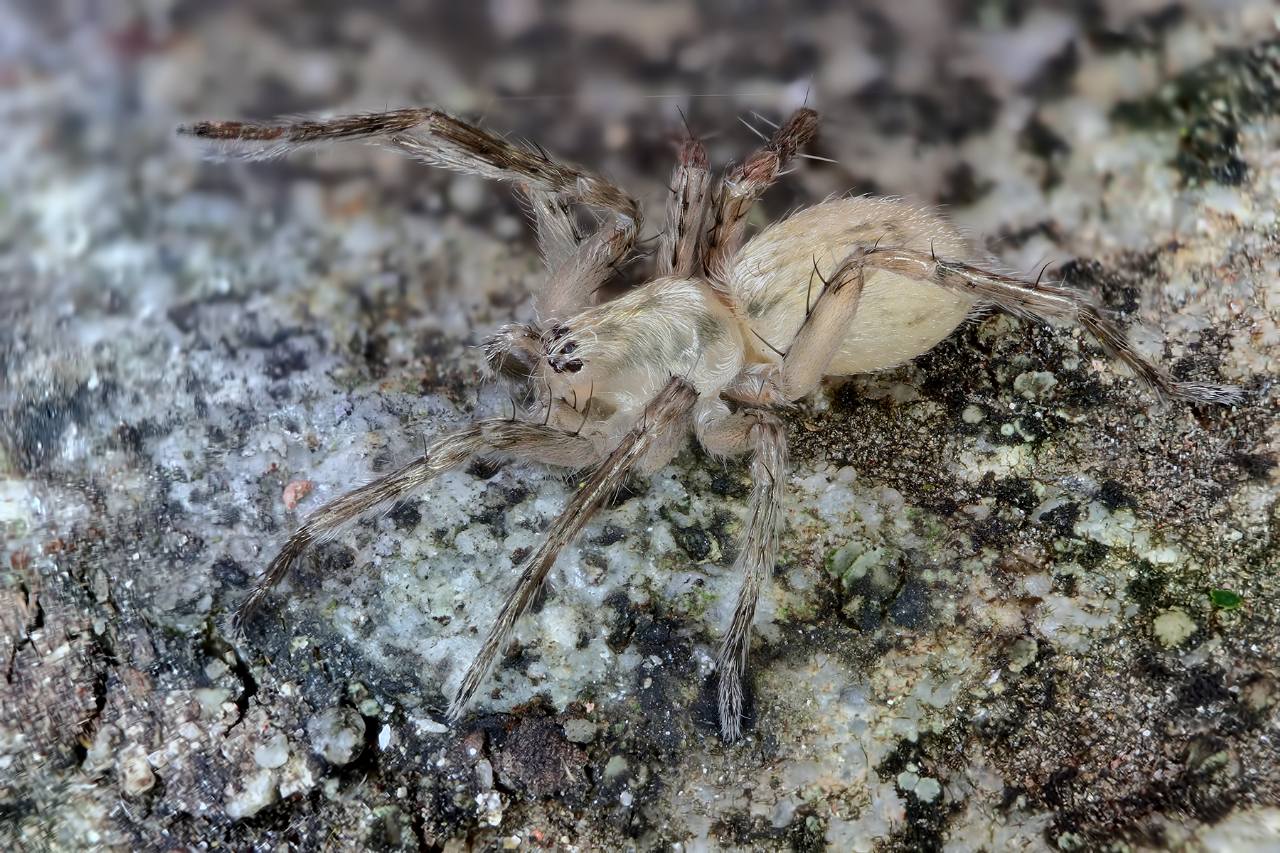 Anyphaena sp. - Portovenere (SP)